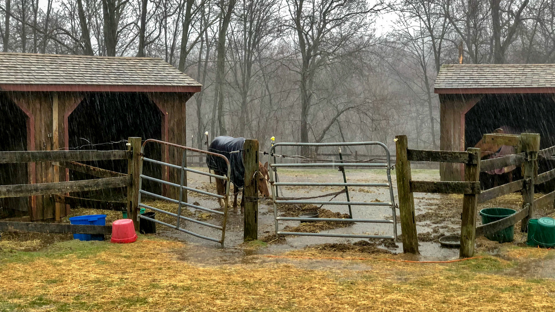 Hard rain falls on this cold spring day in CT. While a dry shelter is an option, this horse chooses to stand outside for an unknown reason.