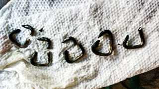 Horse A - Cribbing rings placed in between the incisors of this pony to prevent cribbing. This inhumane act often causes infection of the underlying bone.  These are the rings removed which are really staples that were cut with the wire cutters shown.