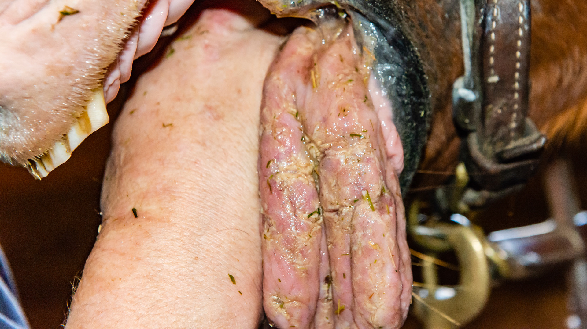 Severly cracked tongue - not bothering this horse.  An incidental finding with an unknown origin.