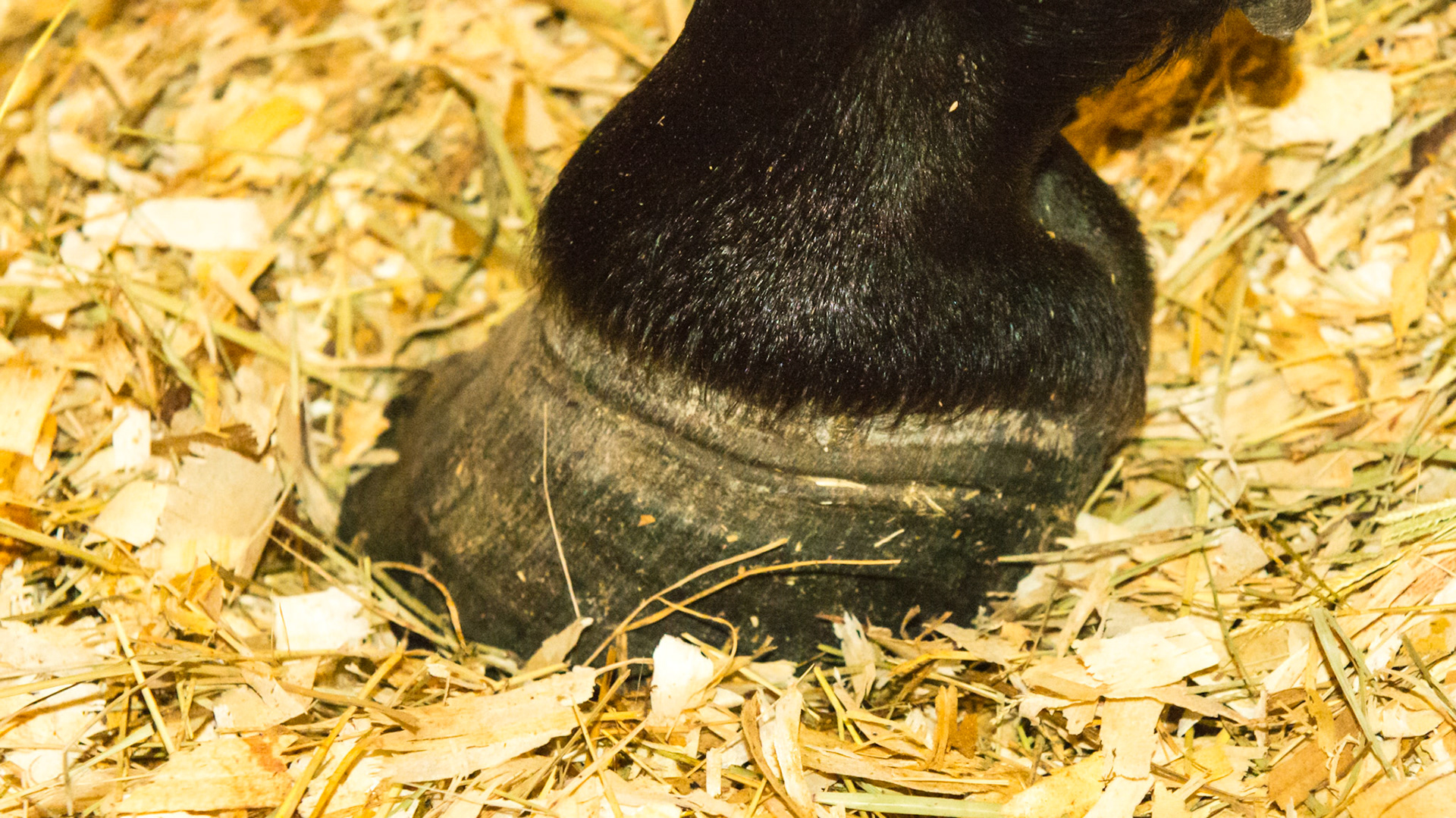 History of laminitis about 5 months ago with "laminitis rings" seen about ½ inch below the coronary band.  The black hoof shows a "dished" appearance and the tubules of the white hoof is seen deviated at the ring.