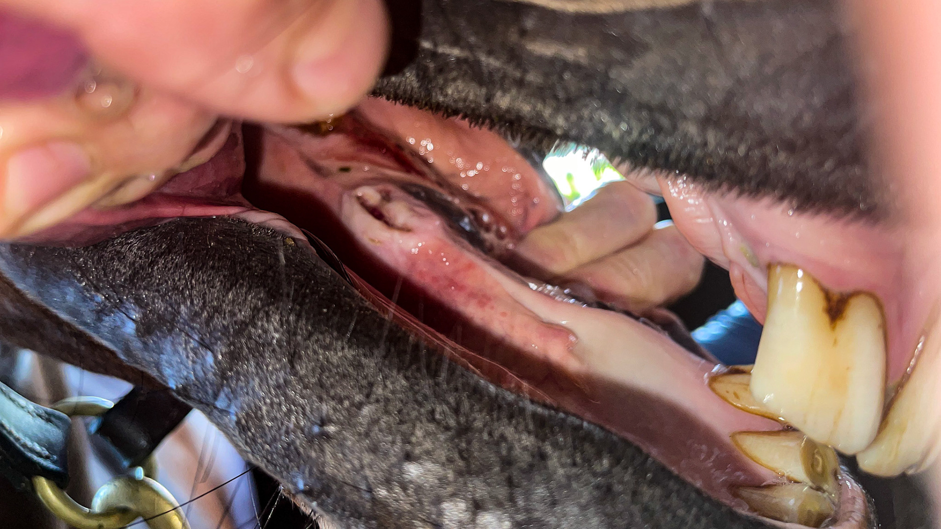 EOTRH has caused the decay and loss of the left lower canine tooth.