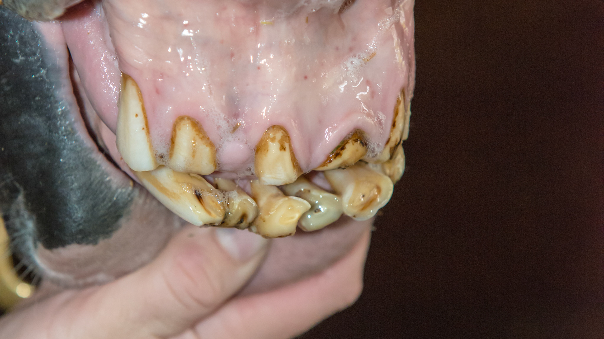 Horse N - A warmblood of unconfirmed age but in his late teens. eating well. No abnormalities in the cheek teeth.  Notice the relaxed separation of the incisors with tongue ware. - A warmblood of unconfirmed age but in his late teens. eating well. No abnormalities in the cheek teeth.  Notice the relaxed separation of the incisors with tongue ware.