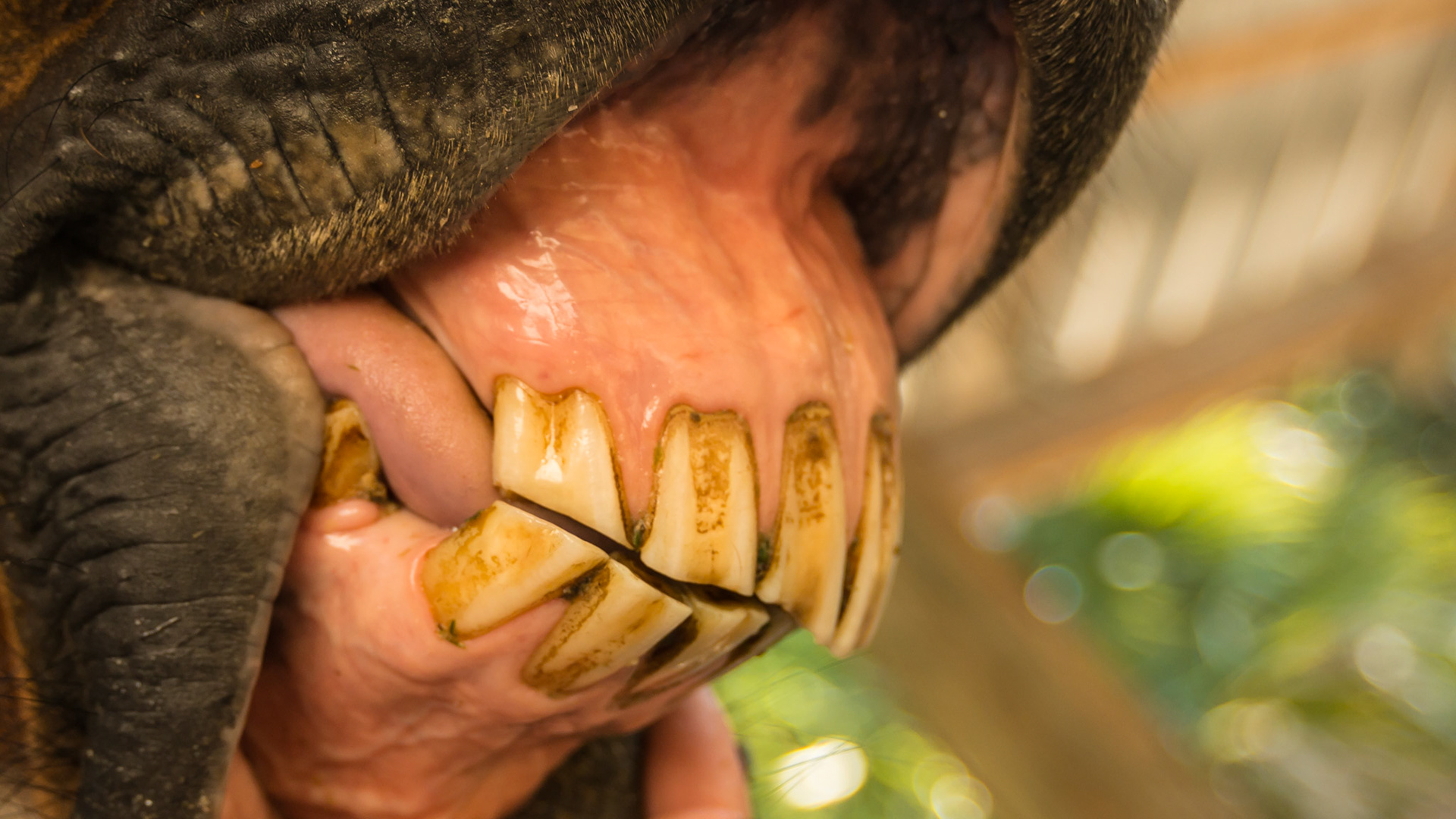 Chewing motion horse 1 - R masseter muscle atrophied and horse unable to open the mouth