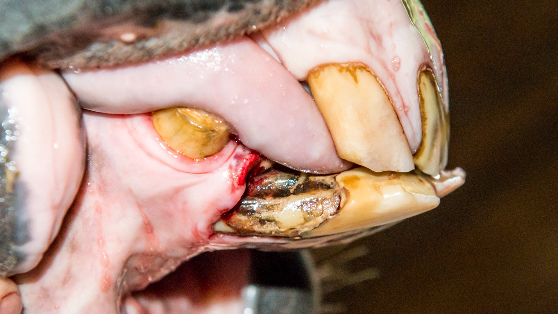 EOTRH horse 12 - A 25 yr old QH G with decay and feed impaction at #403, 101, &amp; 301's , extra lower incisors, cap remnants behind 301/2/3, gum recession of central lower incisors.THIS PICTURE shows #403 after extraction of displaced fragment.