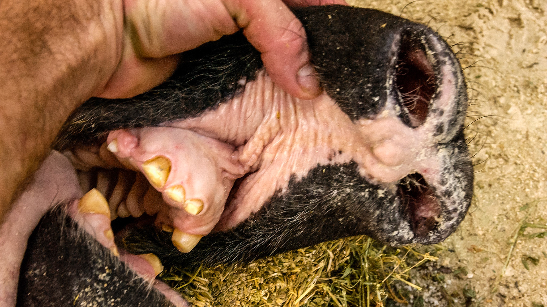 A tapir I have worked on.