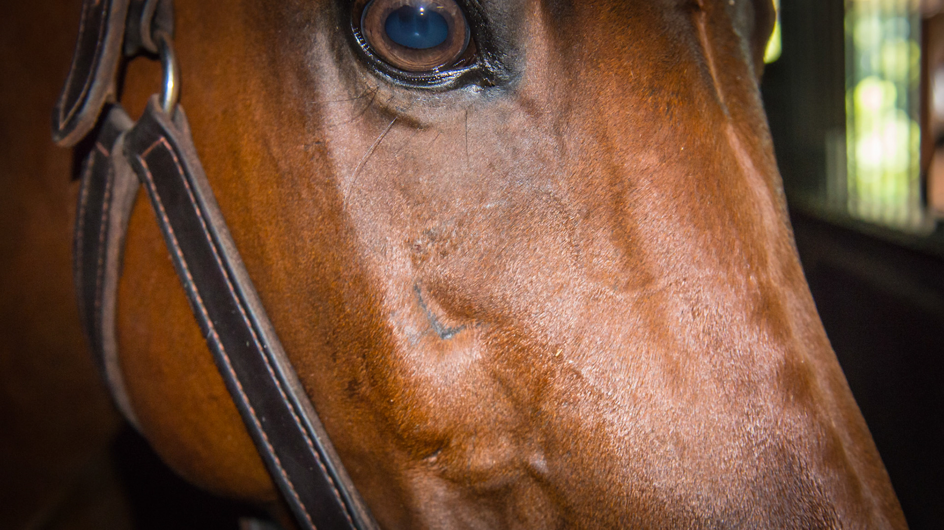 Scar from trephine extraction of molar cheek tooth #110