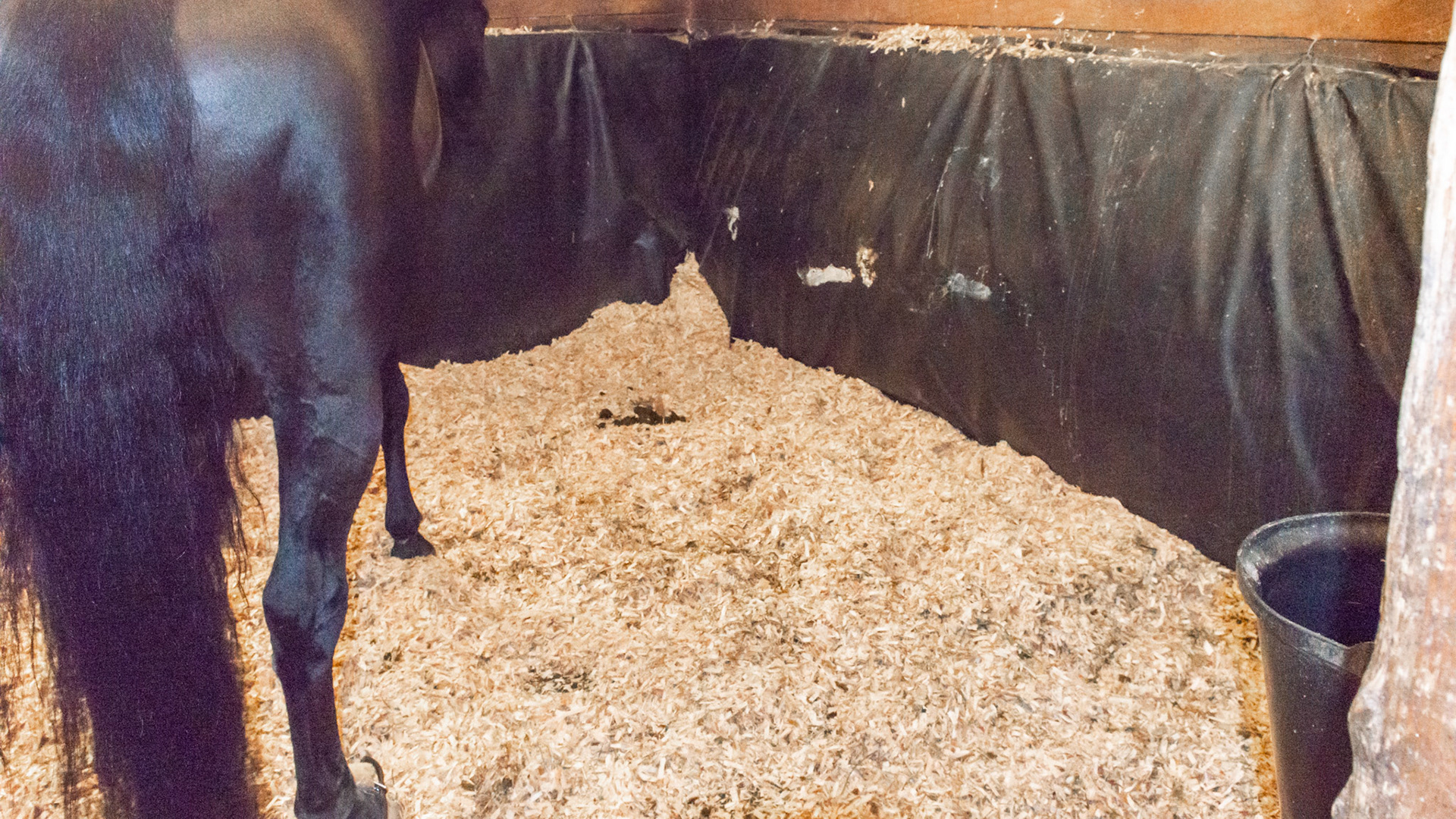 This horse wearing hind limb hobbles lives in a stall with protection from kicking trauma in case a hobble slips off.