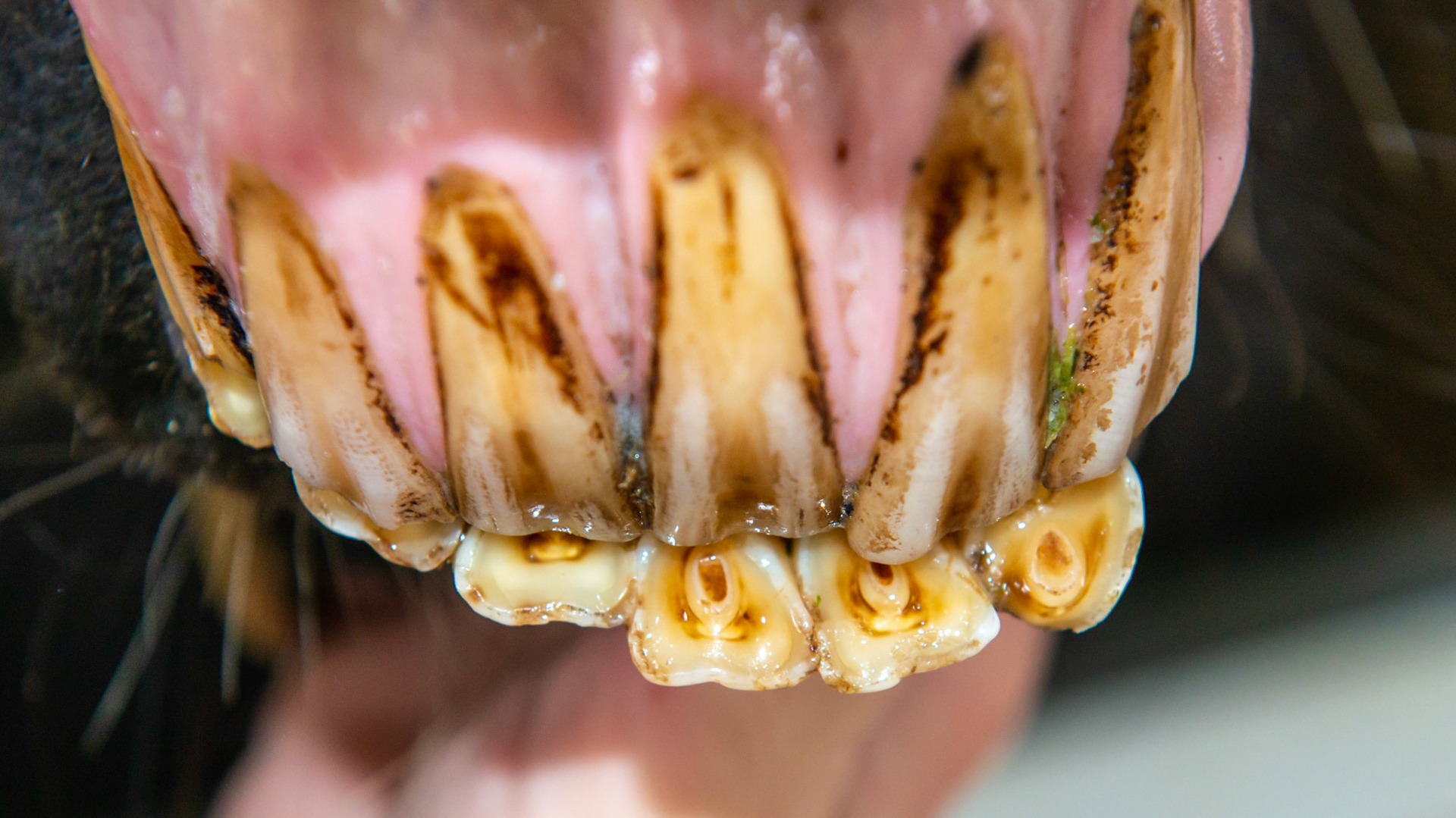 EOTRH horse 14 - 7/29/1986 = 27yr 3mo WB S - Early EOTRH and an underbite but only from the forward displacement of the lower left incisors. Note more receding gums on the lower left tongue side  and upper left lip side than on the right.