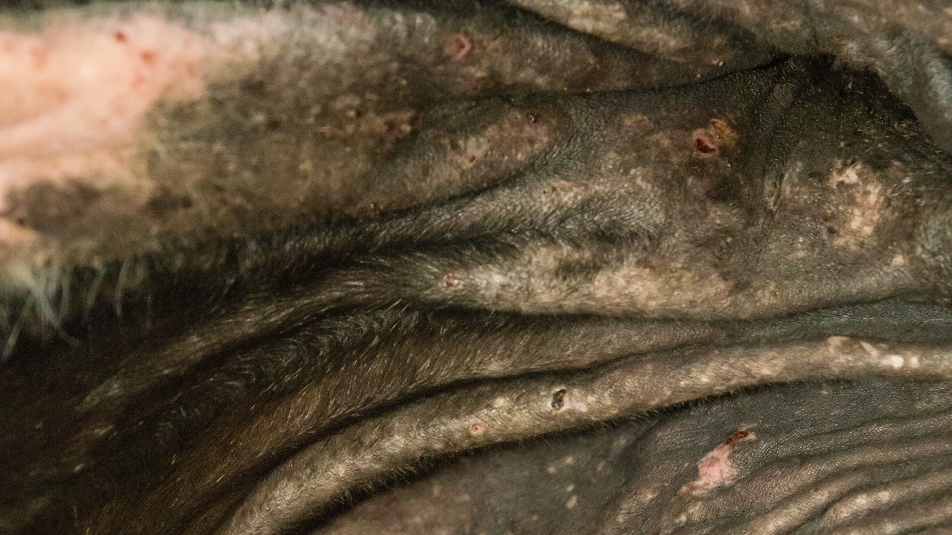 Horse A - culicoides (biting midges) sensitivity on the ventral midline of the abdomen near the udder.