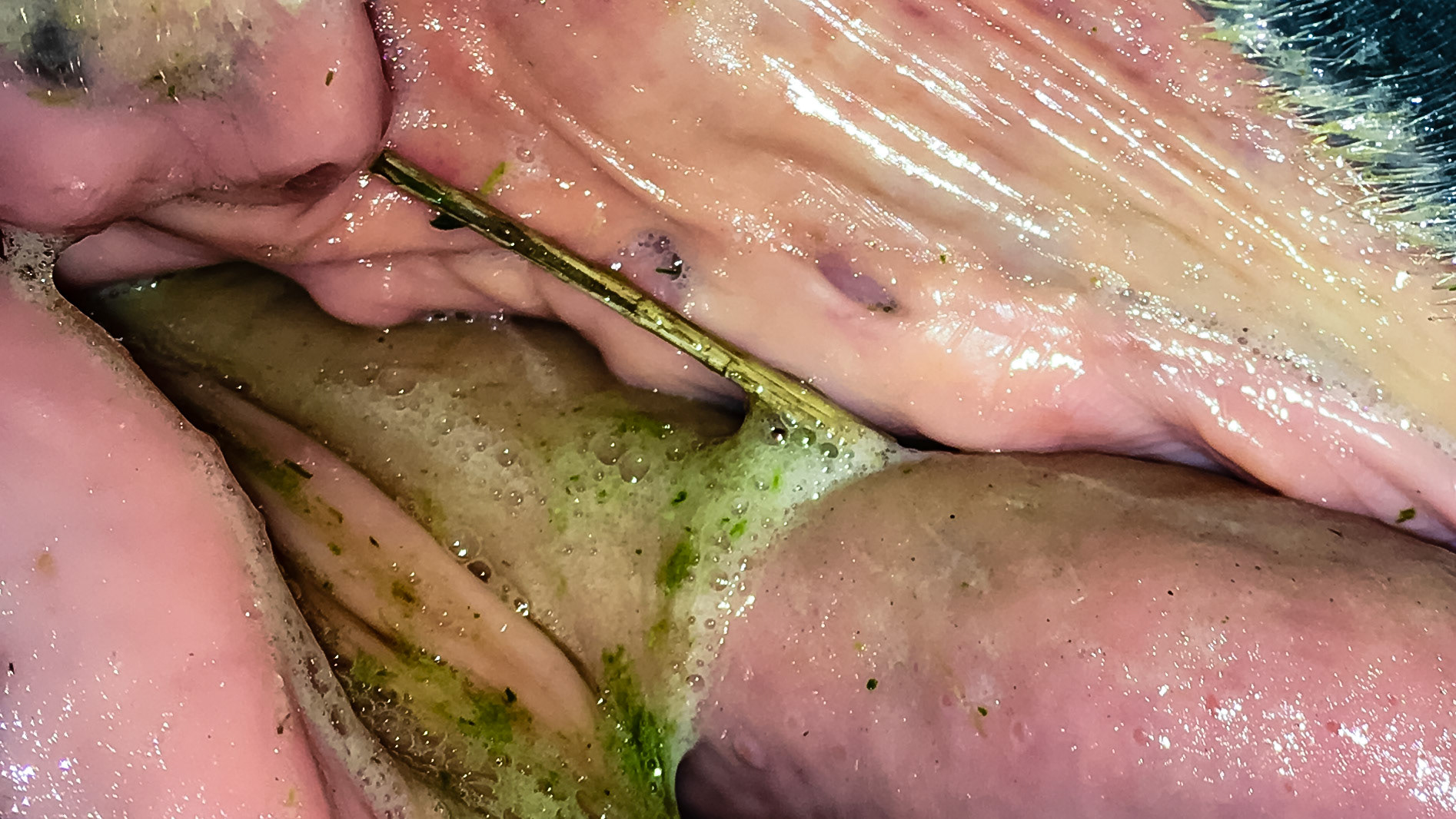 Tunnel horse - Above the canine are 2 small holes marking the entrances to a tunnel seen in an earlier picture (labeled tunnel horse).  This picture is several years later showing that the tunnel still exist but on this day there was no feed inside of it.