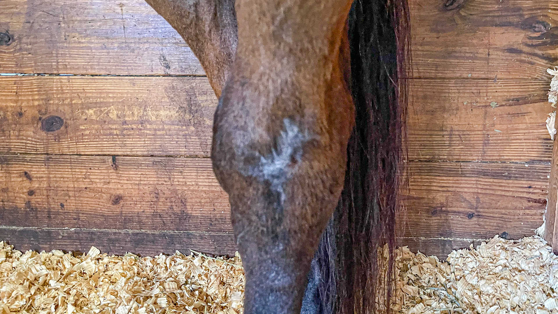 Old trauma to the front of this hock with permanent enlargement and scar.