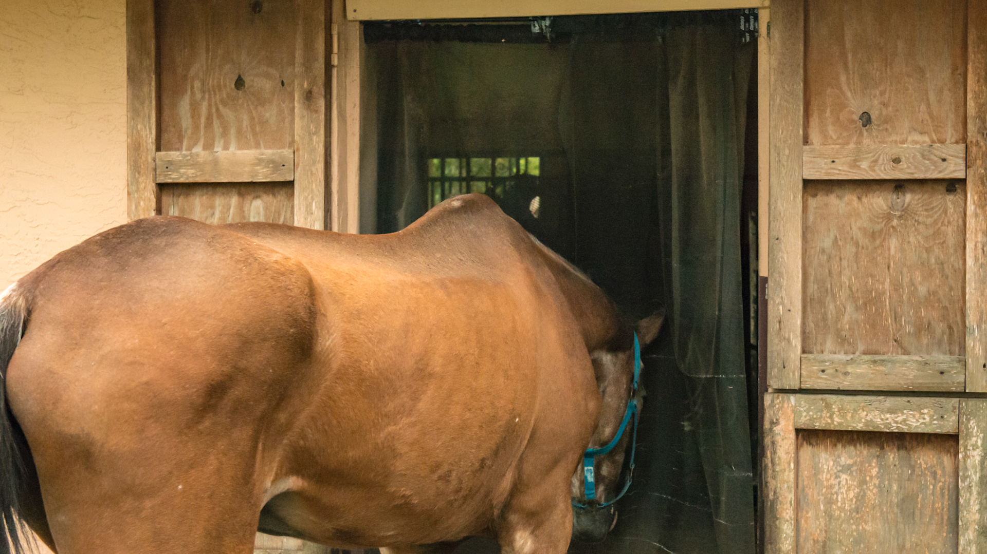 1 of 5 - Screen covers stall door access to paddock. The horse easily walks through the parted curtain.