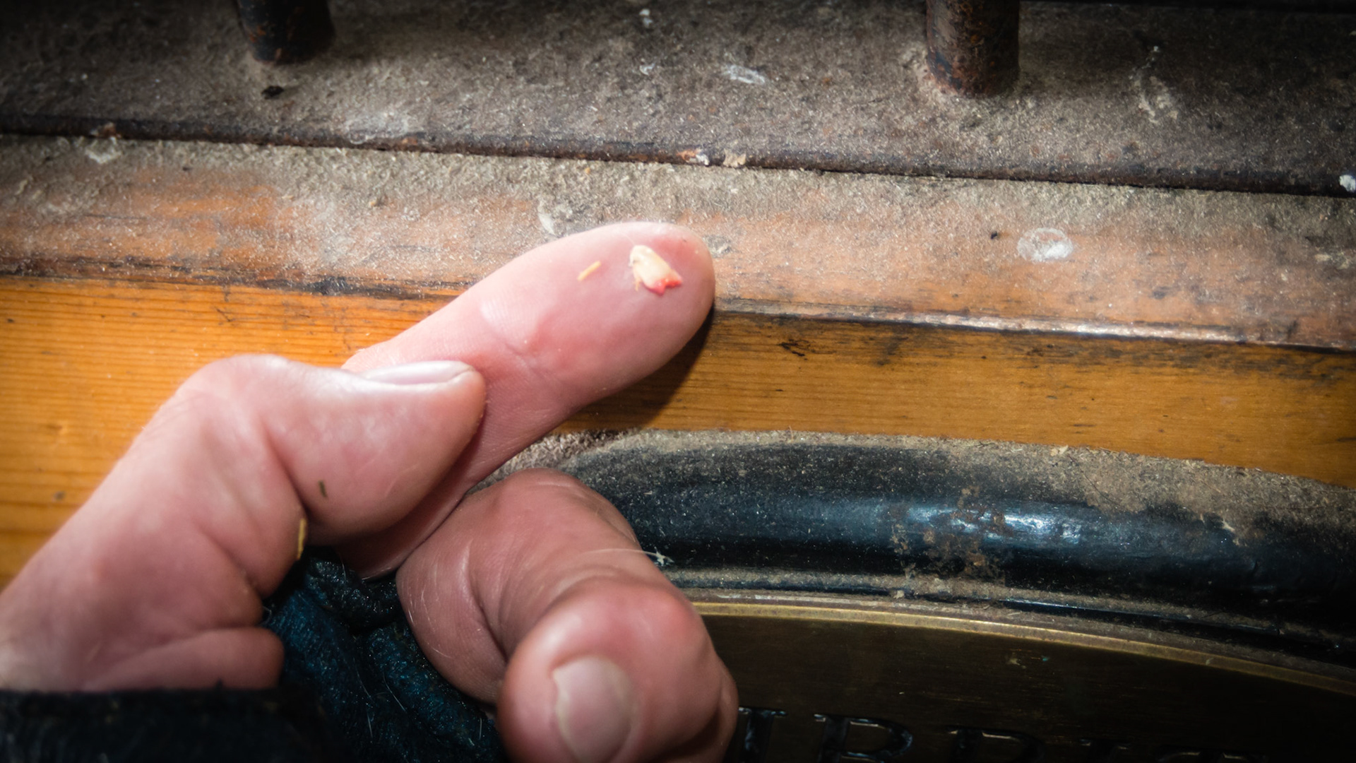 Canines in a mare - this one was loose and removed with fingers.