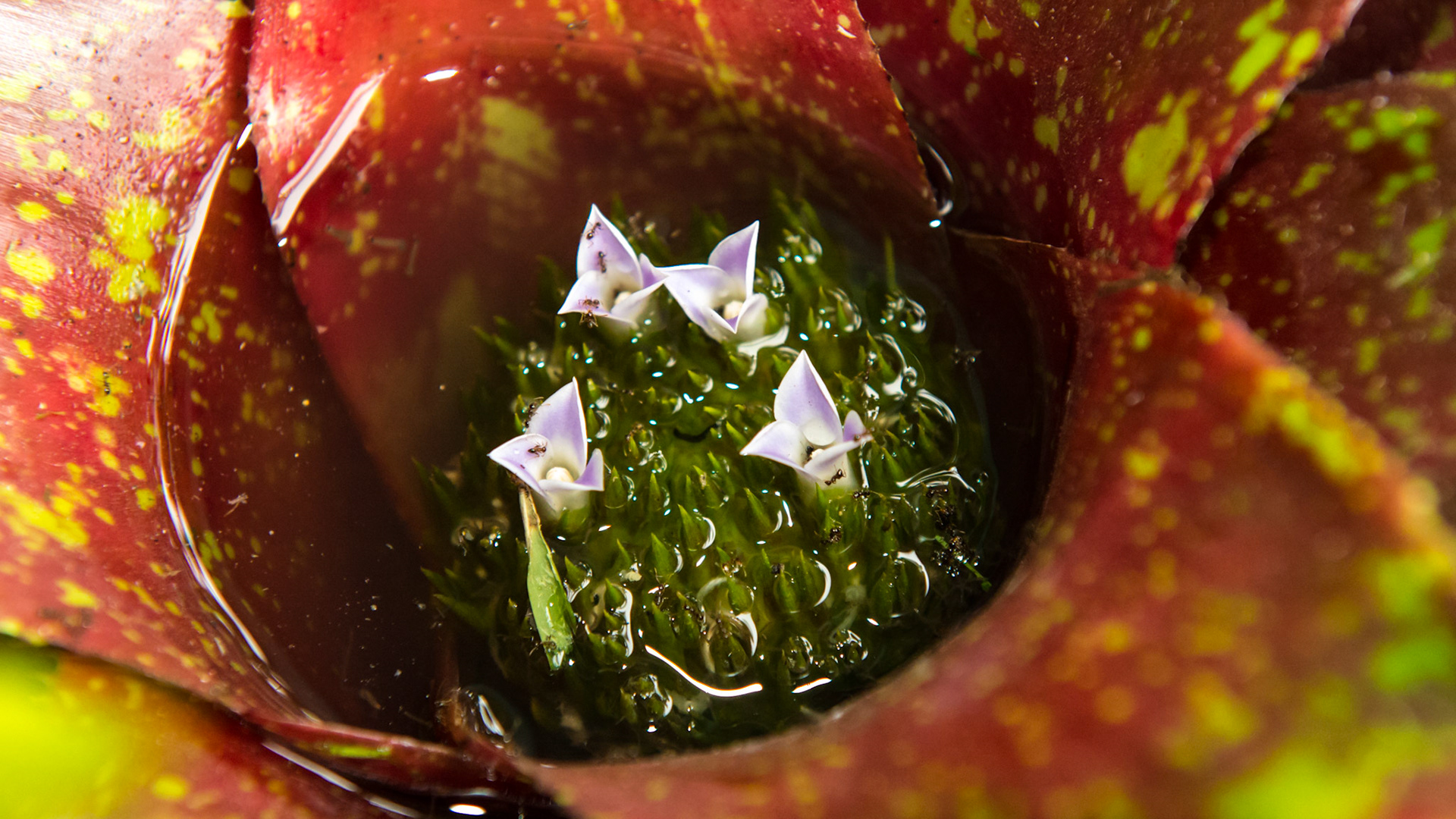 This south Florida plant easily stores water in the lake created by its leaves. A closer look shows ants crawling over the pretty flowers. Worse, if you know what you are looking for, you can see swimming larvae in the water. This is on of millions of breeding areas for disease carrying vectors.
