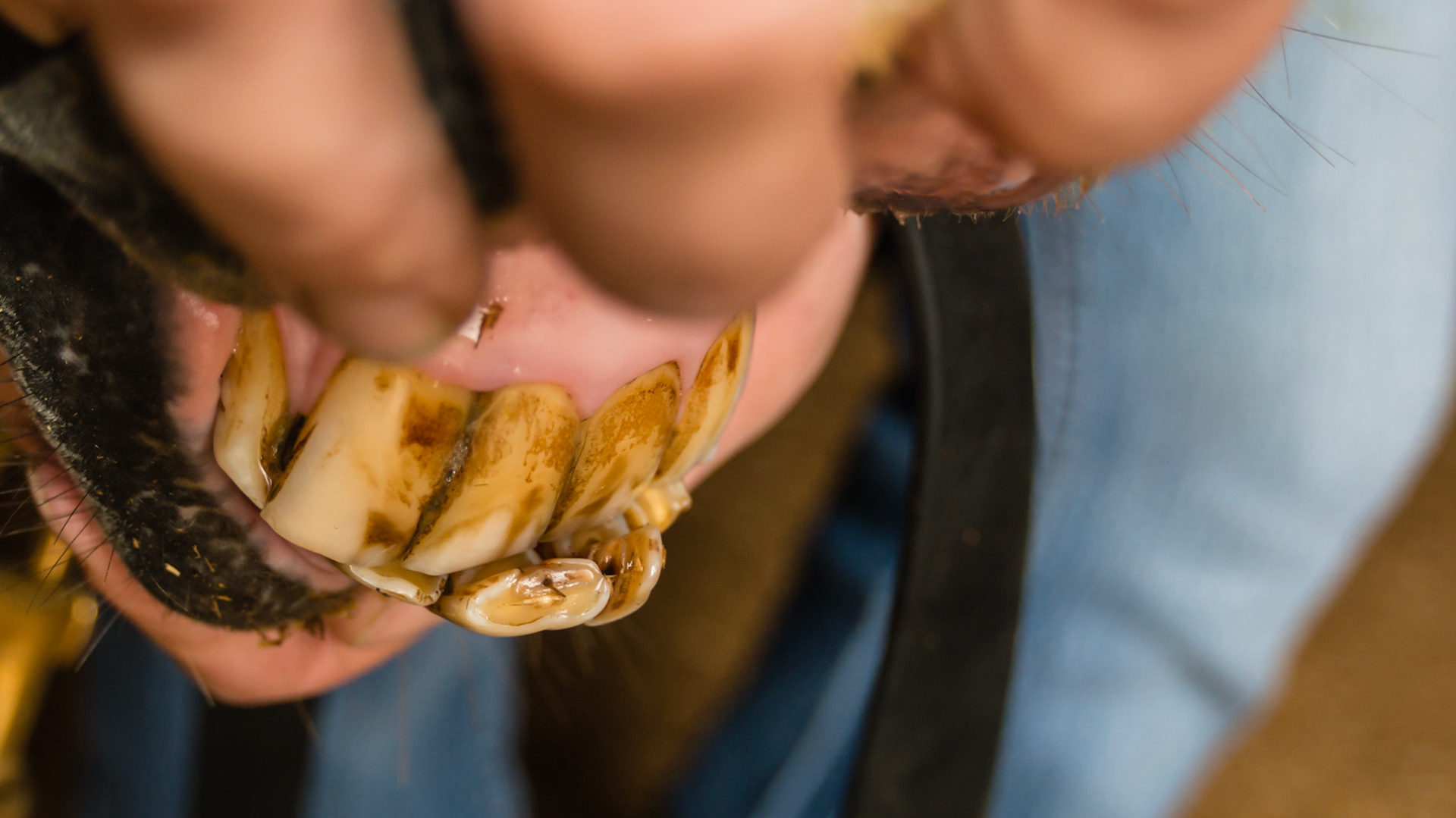 Horse B - Underbite in a Mini affecting only the 301 &amp; 401