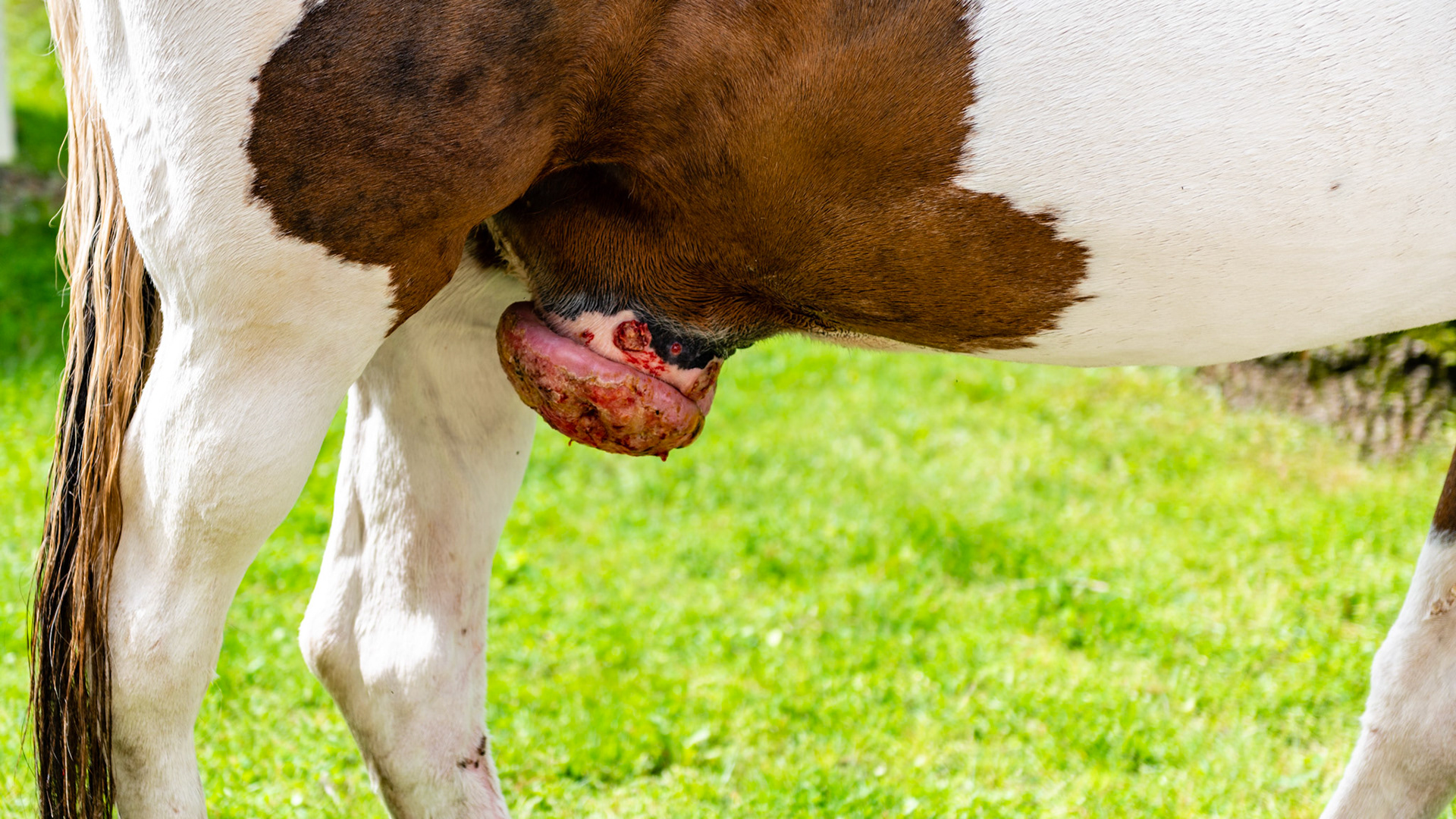 Presumptive squamous cell carcinoma of an older horse.
