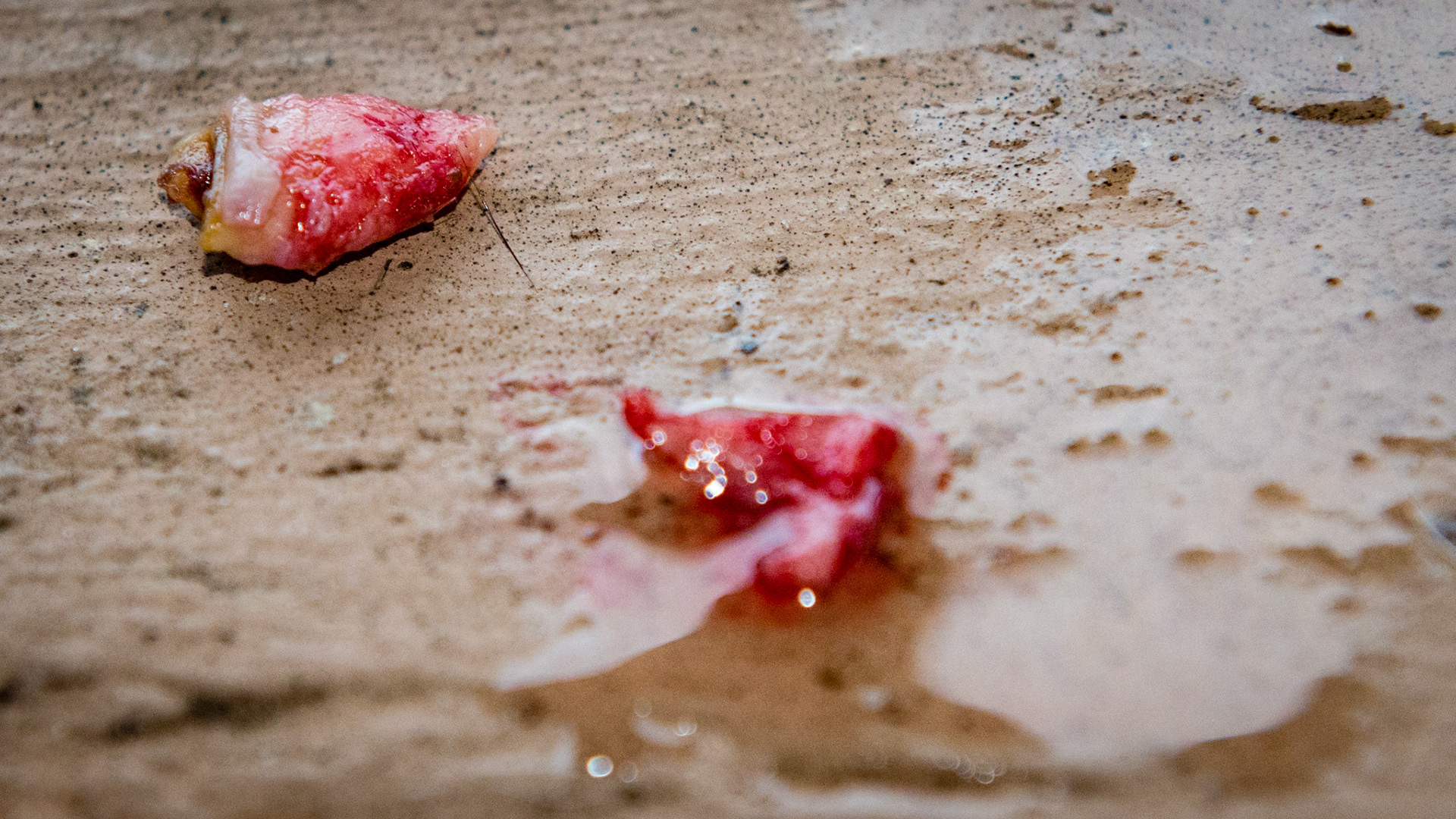 Incisor cap remnant horse 6 - Cap remnant removal displacing 303 caudally in a 6 yr old - the CR plus a tag of skin cut off with a small piece of bone