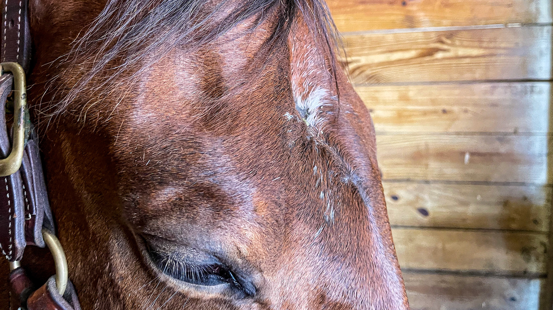 A sunken face from trauma to the skull. This area covers the sinuses but not the brain, which is further up the face and is not affected.