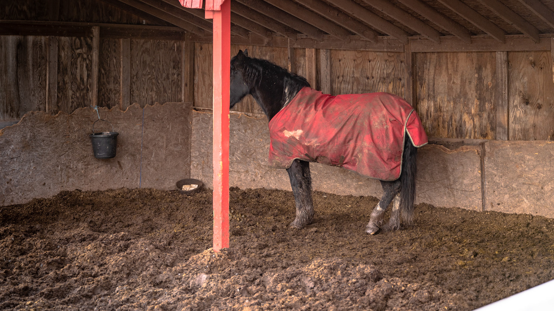 This shed offers shelter from wind and rain (assuming the roof does not leak). The wet mud floor offers no dry area to allow body heat to remain in the horse. The wood lining is destroyed and is coming apart. The roof is sagging. The bucket is tied with string, so it cannot be easily cleaned. The horse’s crested neck indicates the farm feeds grain to compensate for other poor health conditions.