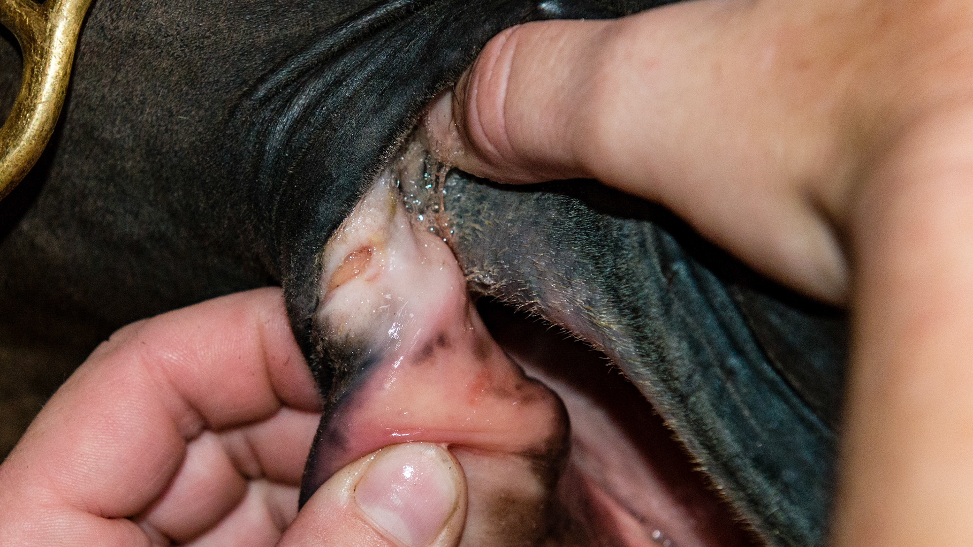 Cuts on both corners of the mouth which does not resolve with floating.