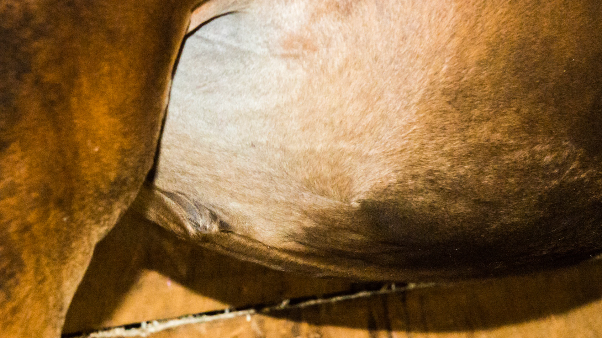 Small umbilical hernia in a foal