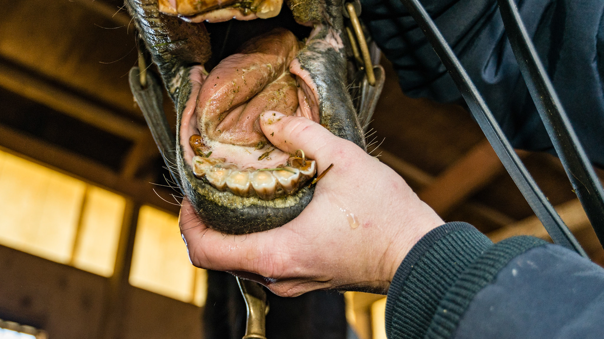 Horse B - 32 year old cribbing all his life