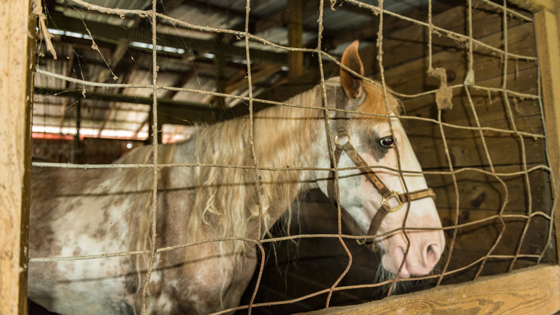 Hog paneling (¼ inch steel rods welded) used as stall wall paneling. This type with wide boxes throughout was susceptible to damage from horses.  Hog panels with smaller spaces on the bottom does not damage nor can the hoof get caught in the large box.