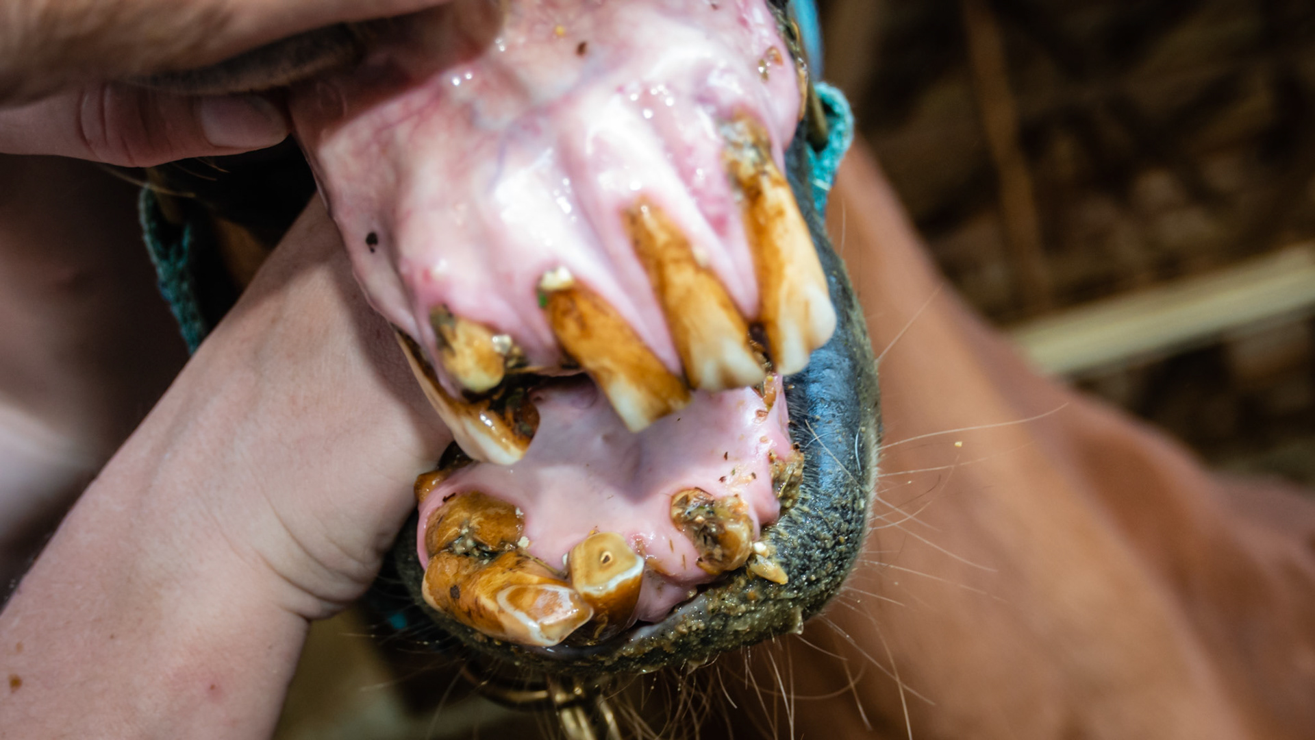 EOTRH horse 6 - 29 yr old, 403 fractured, good body condition and no difficulties chewing, cheek teeth are in good condition.