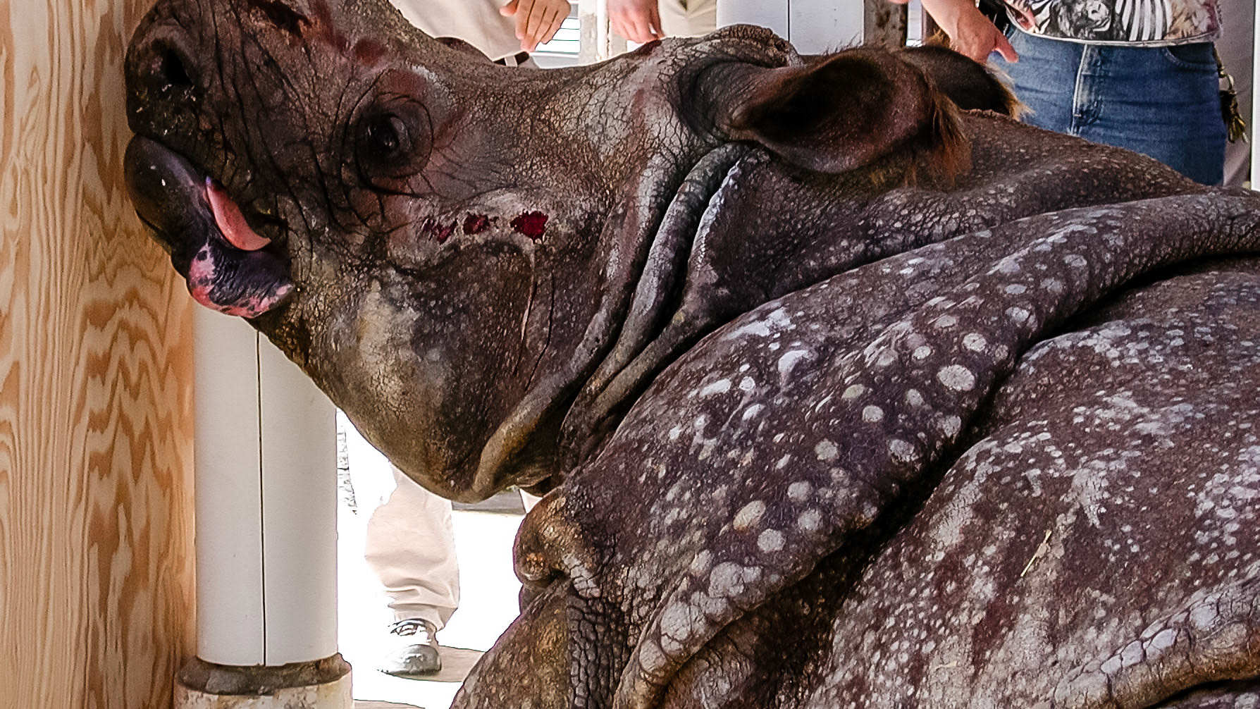 A rhinoceros I have worked on.