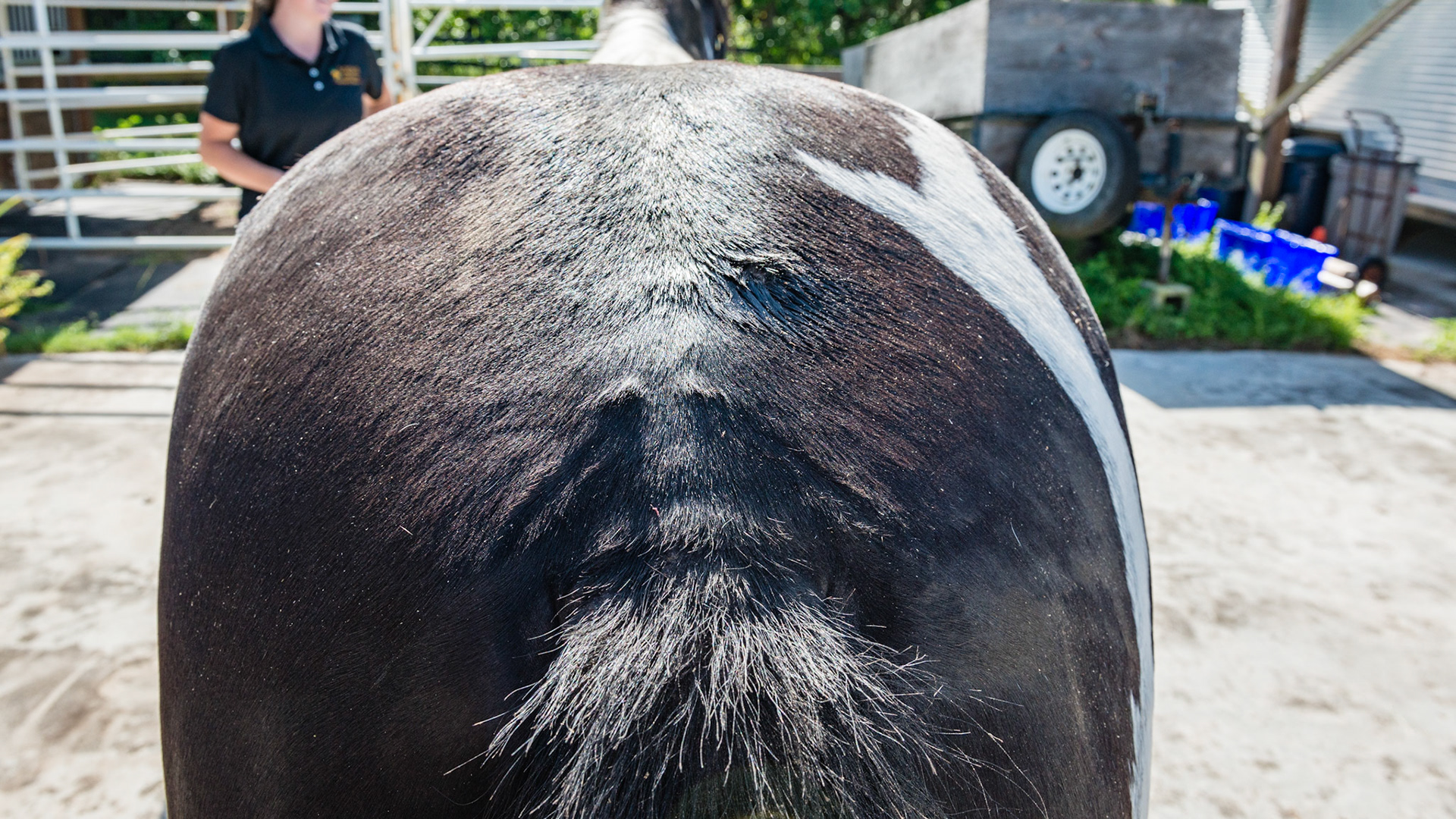 Horse B - BCS 7 - Fleshy ~ A moderate trough along the backbone and more fat covering the ribs, tail head, withers, neck, and shoulders.