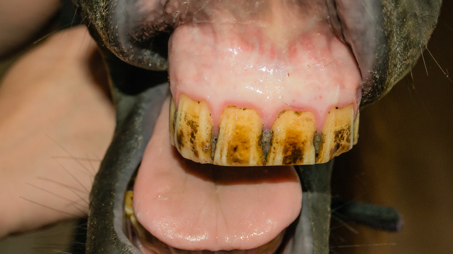 Horse A -1 year after cribbing rings in were removed. See debris in interdental spaces caused by the rings. Also notice how gum line has descended into a normal position.