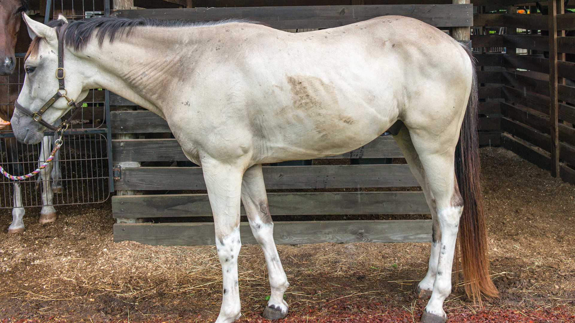 "Butternut" buckskin.  Note that the base color of this horse is a bay but the legs have white stockings covering the darker leg color.  You can see the dark color at the knees and hocks.