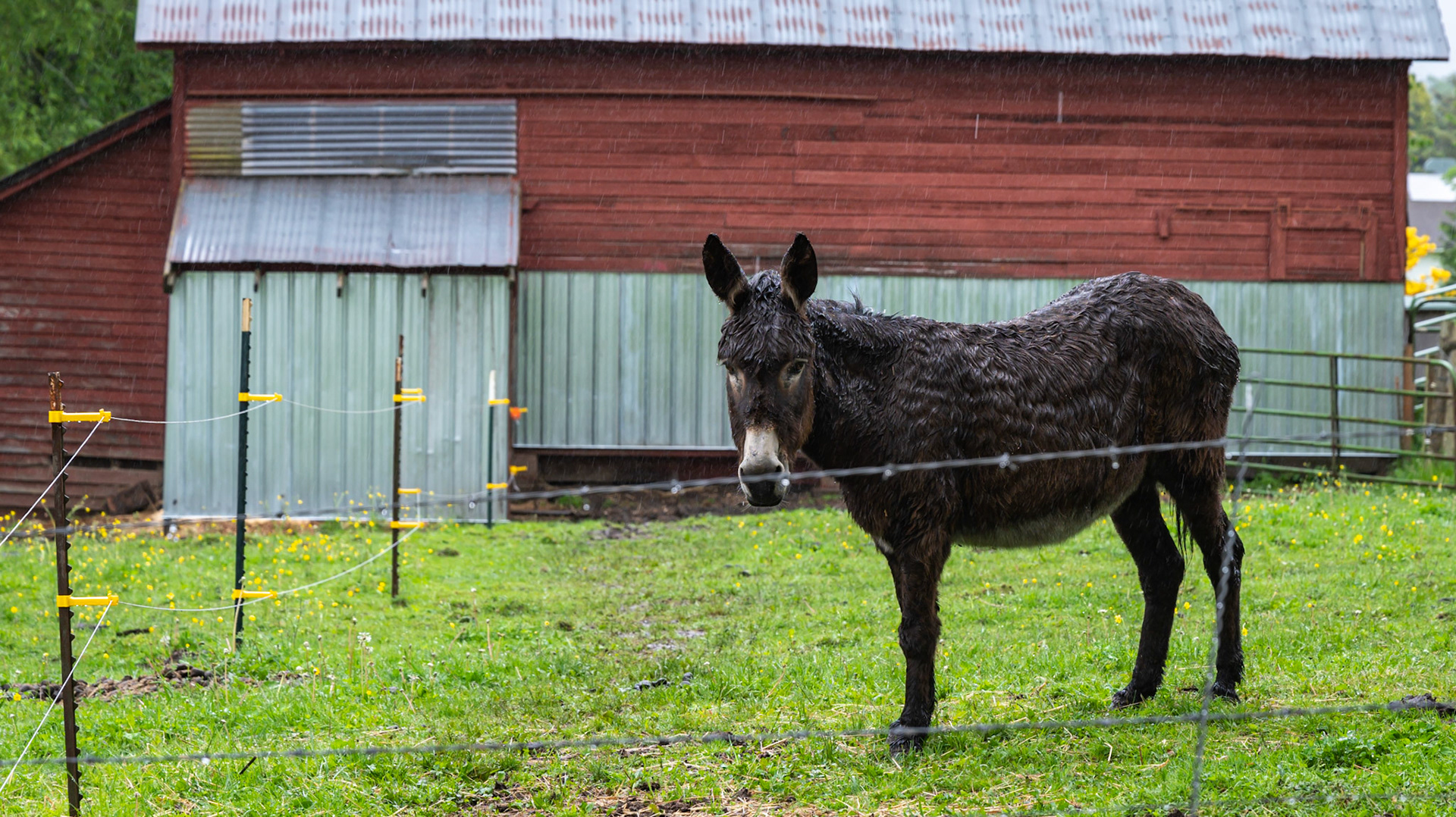 A donkey on a rainy Sunday morning in WA.