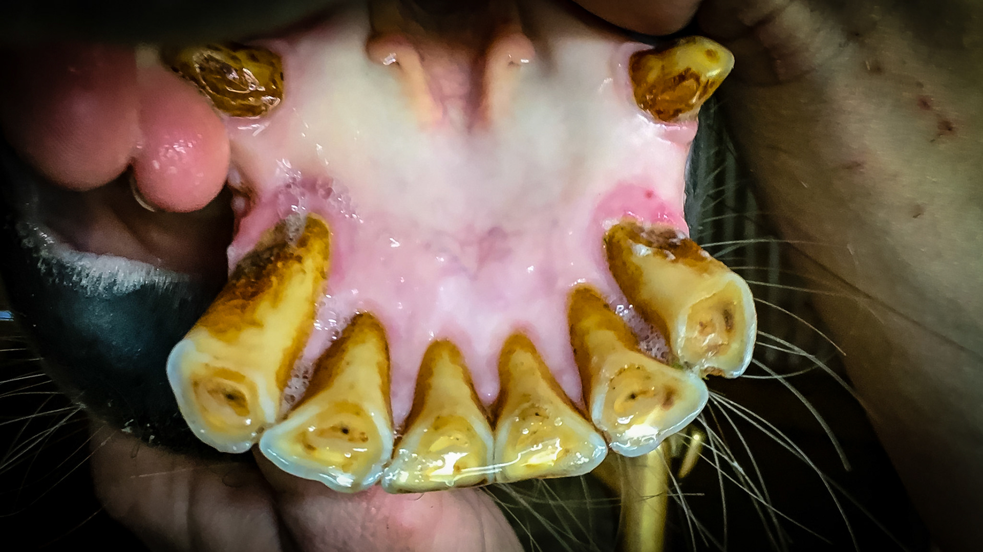 Receeding gums of 403 - an early sign of EOTRH starting in this horse.  Unknown age and background.