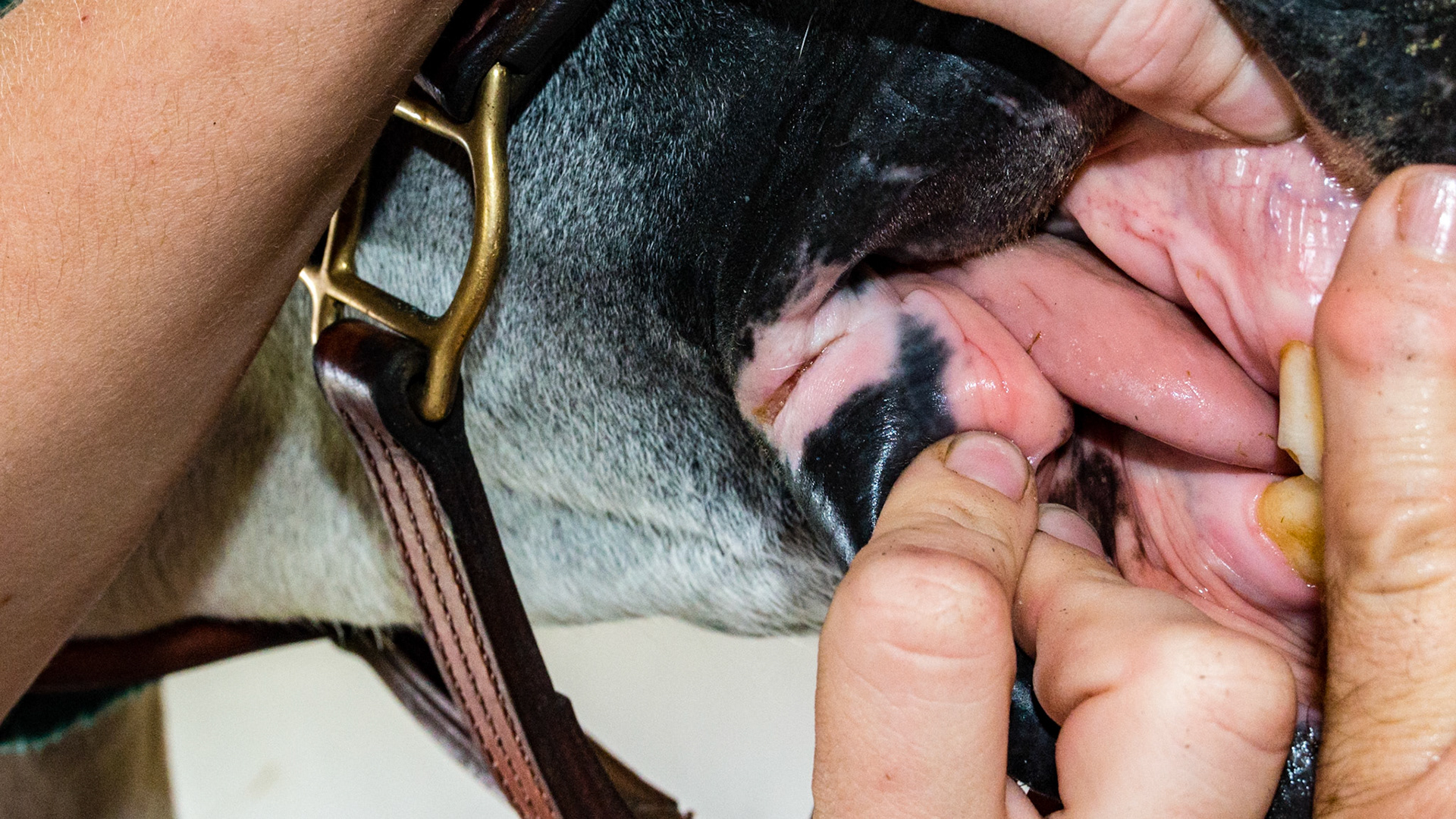 Cut on commissure of lips