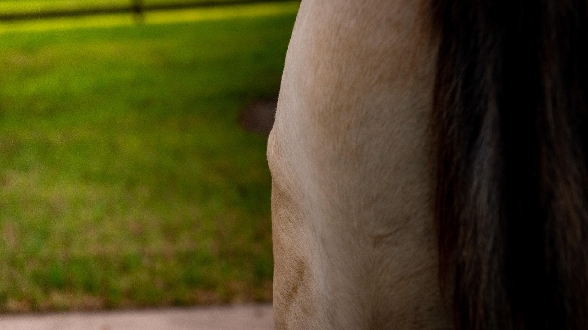 The facia is the layer of tissue that holds the muscle into its shape like a tight pillow case on a pillow.  When torn, the underlying muscle can bulge through the torn area (herniates) as seen in these images. The tear is most likely caused from trauma such as a kick from another horse.