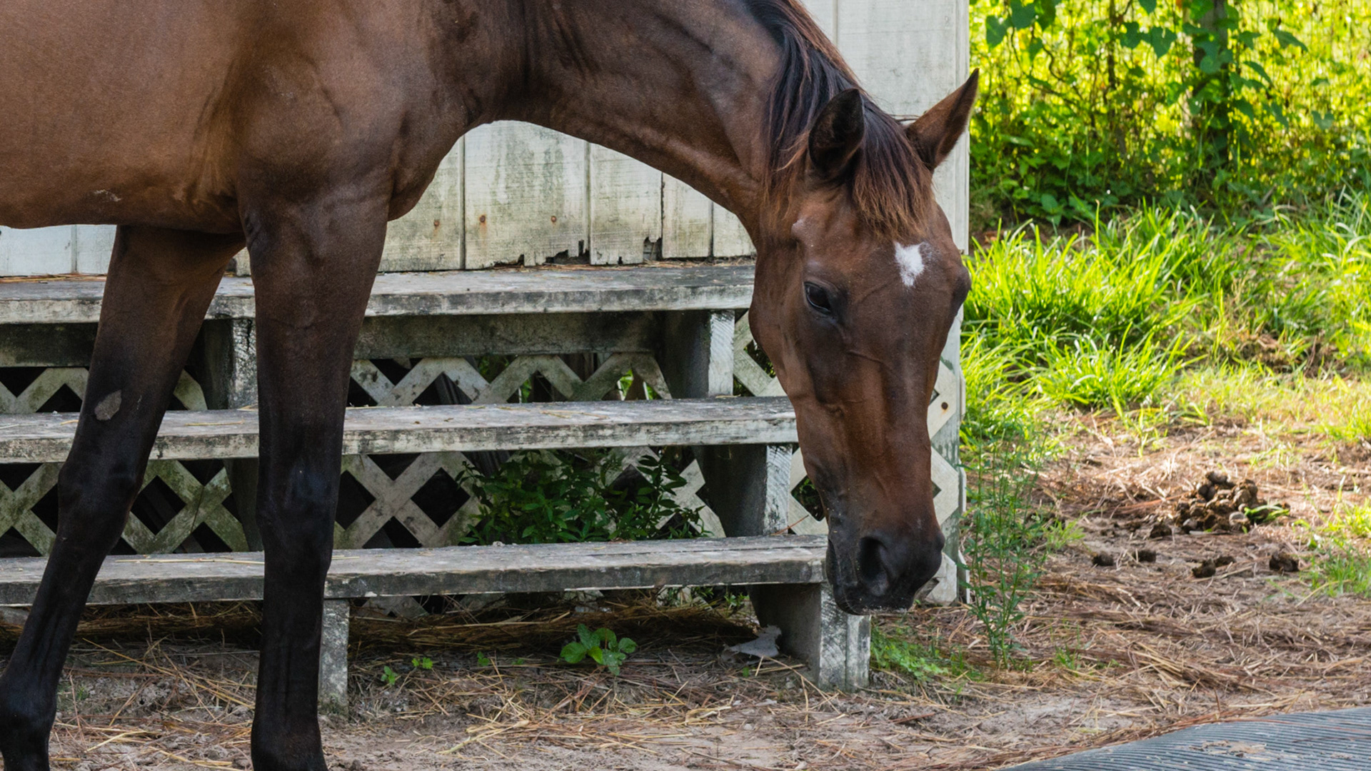 Chewing motion horse 2 - 15 yr old TB with loss of right masseter muscle for over 10 years and atrophy of the left masseter muscle. See movie. Jaw has a limited range of opening, is painful to open wide, and is maxed in the picture of the opened mouth. Her right arcades are always sharper. Her left arcade is sheared with an acute occlusal angle, and tarter accumulates along the upper left arcade.