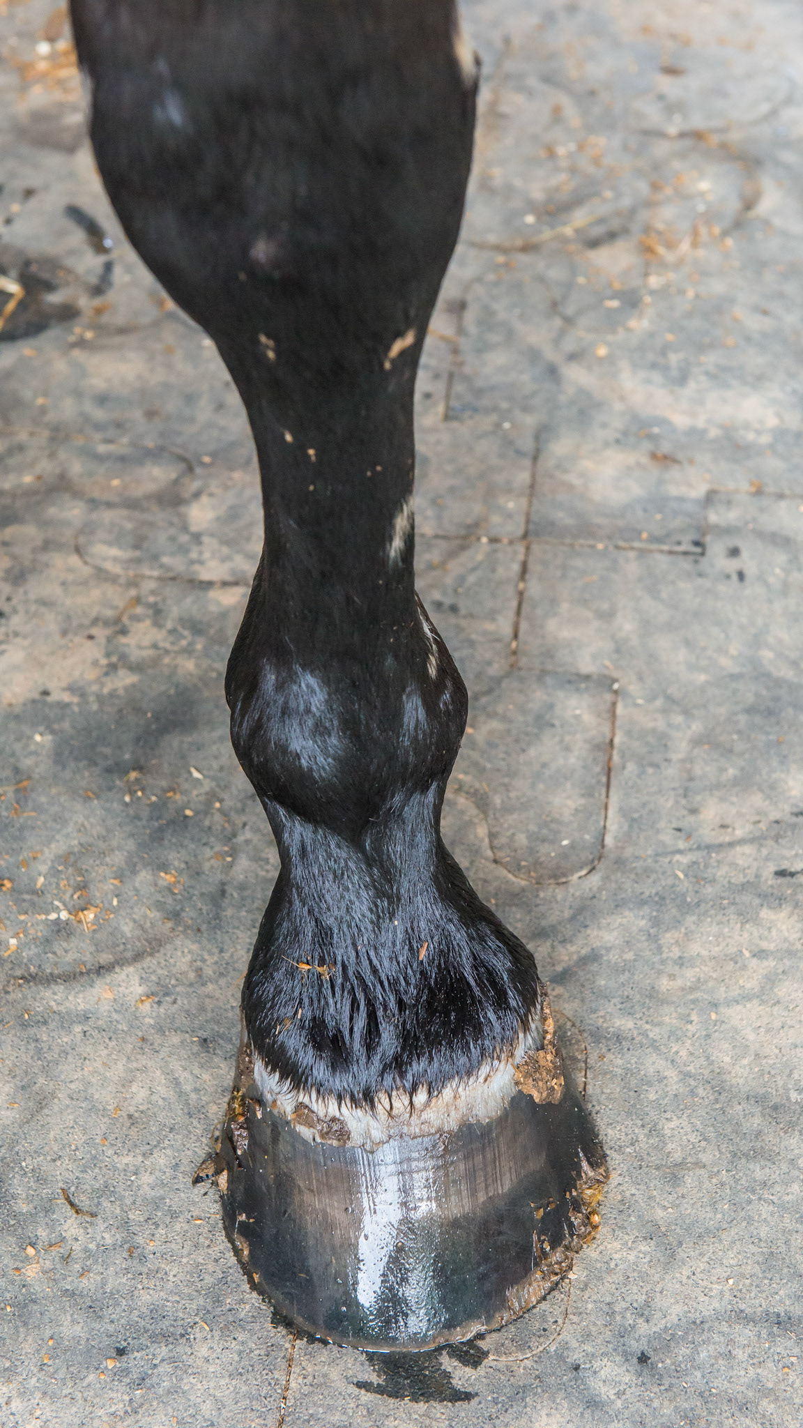 The LF hoof of the bench knee and overcorrected varus deformity shows splaying of the hoof wall along with hoof wall damage on the lateral side. The medial hoof wall is more vertical as it carries the weight of the horse.