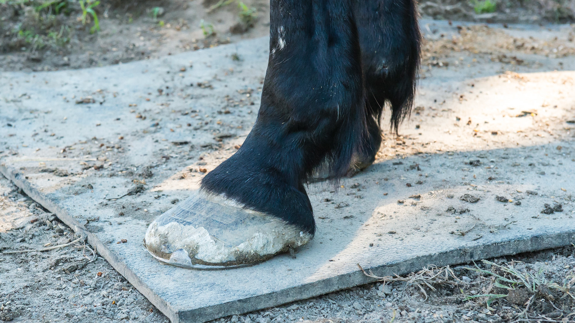 28 year old warmblood with platter like hooves. Note the long toe and low heel.  the heels are undershot with the wall touching the ground well in front of the bulbs of the heel.  He is not sound for work but does well in retirement.