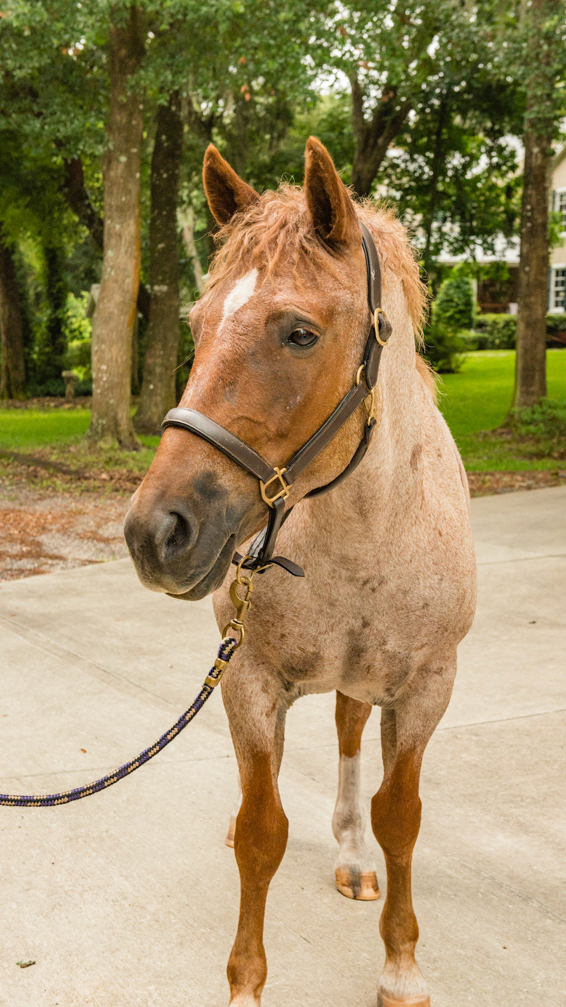 Red roan - Mustang Curly Horse A - BCS 6 - Moderately Fleshy ~ A slight trough above the backbone but not the tail head.  Fat can easily be felt over the ribs and tail head and fat deposits can be seen along the withers, neck, and shoulders.