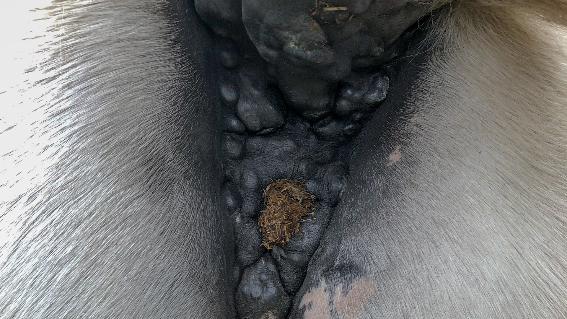 Horse A - Melanoma 12 months after stopping grain and adding soy bean meal and whole beets.