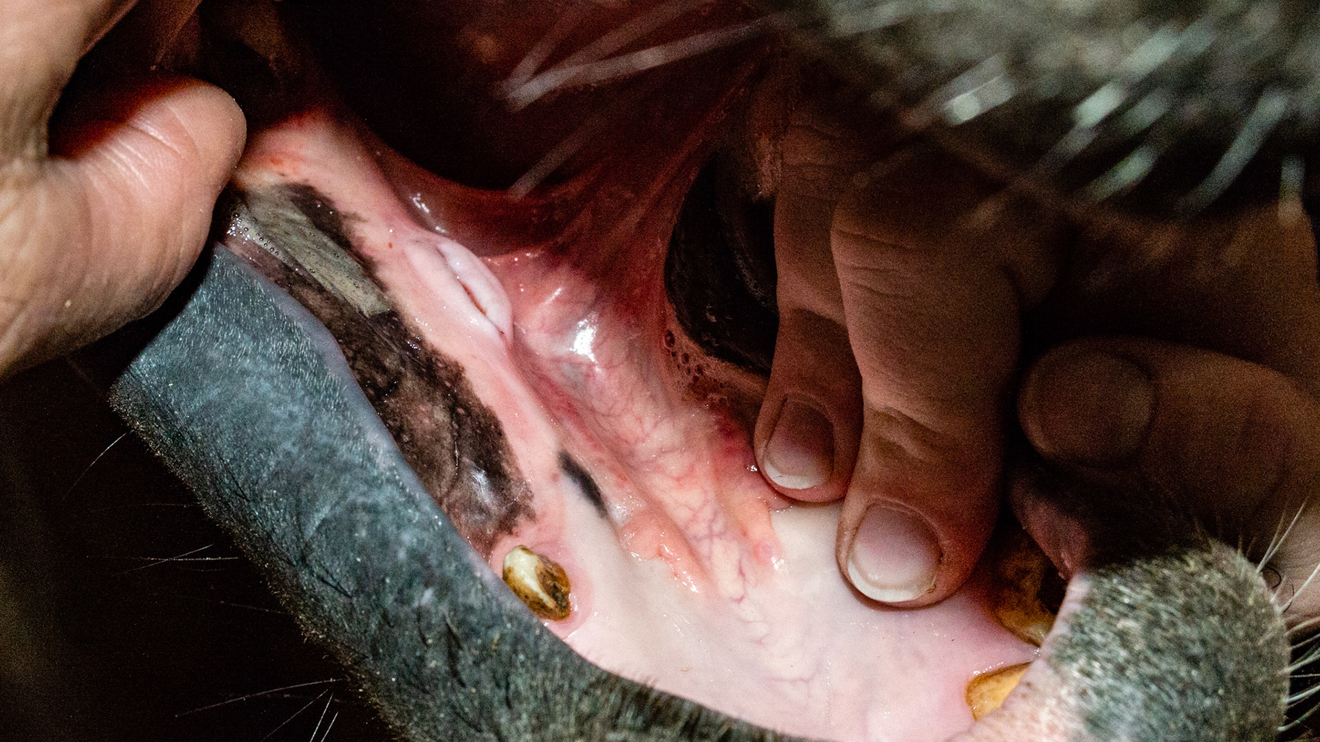 Cut bars on both sides. S5 teeth in a young warmblood stallion.