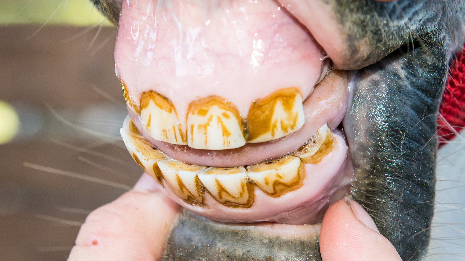 Incisor absence horse 2 - 7 yr old mini horse with #103 absent and 203 is rudimentary with overerupted hook on 303.