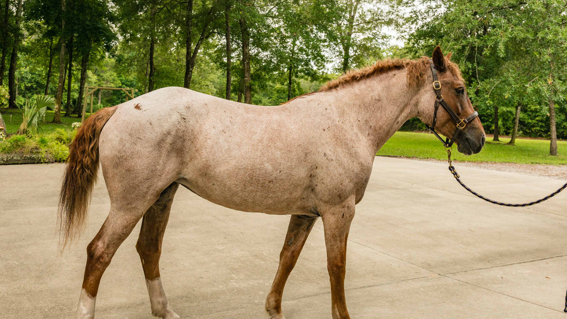 Red roan - Mustang Curly Horse A - BCS 6 - Moderately Fleshy ~ A slight trough above the backbone but not the tail head.  Fat can easily be felt over the ribs and tail head and fat deposits can be seen along the withers, neck, and shoulders.