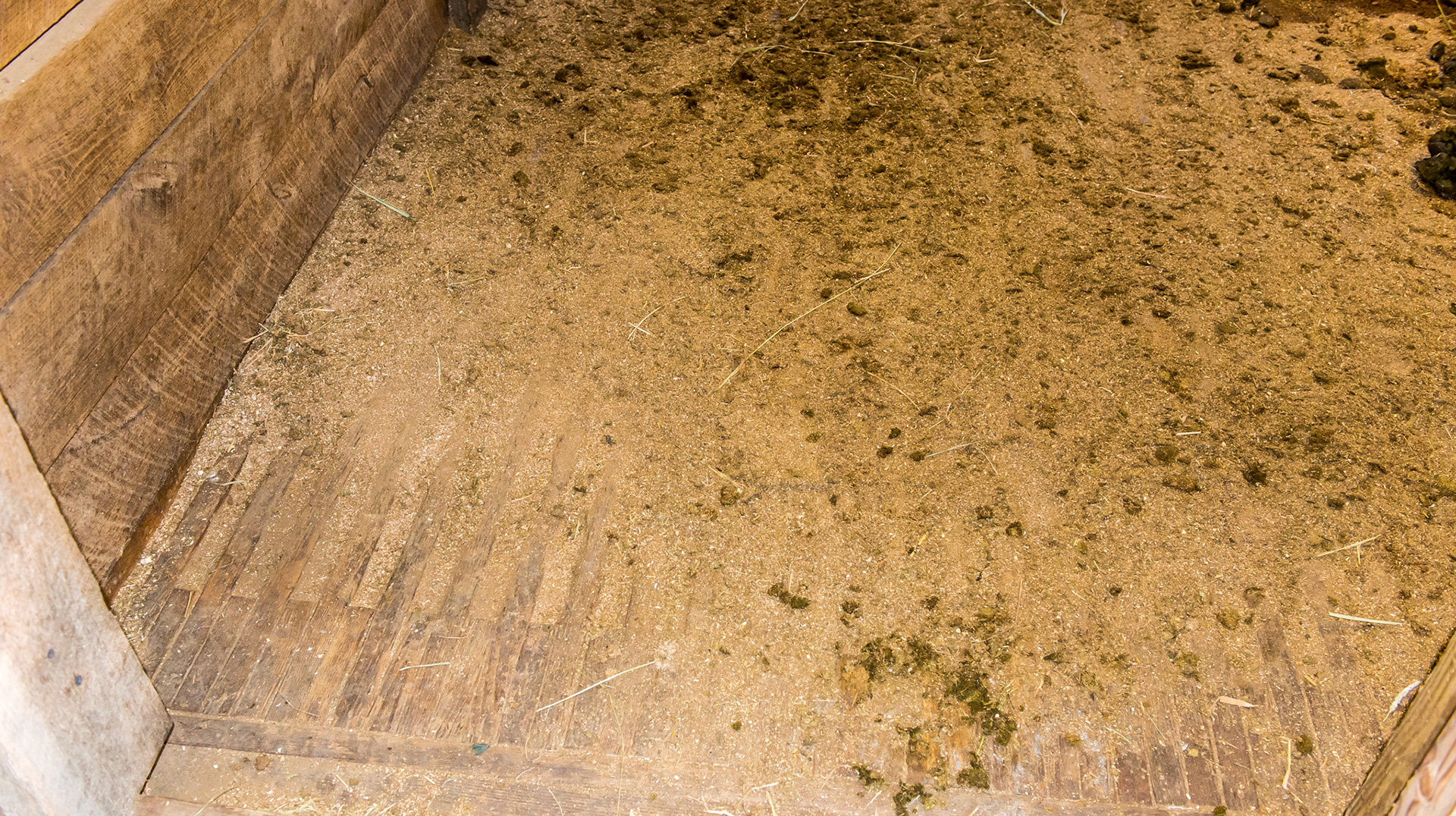 This stall floor is made of 2x6's on end. At the stall door you can see the spacers made of 2x6's on end for about 6 inches. The gap is filled with bedding material. I was unable to determine if there was stone dust between the boards with only a top layer of bedding or if there was some other strategy.