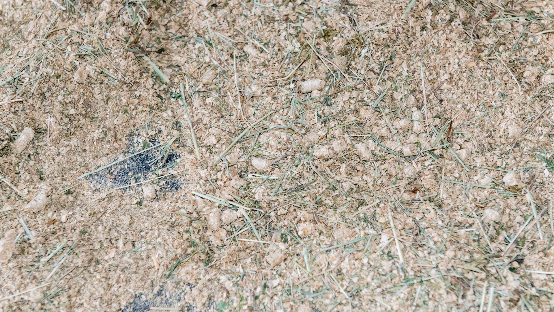 Bedding of wood pellets that have been allowed to crumble into sawdust.