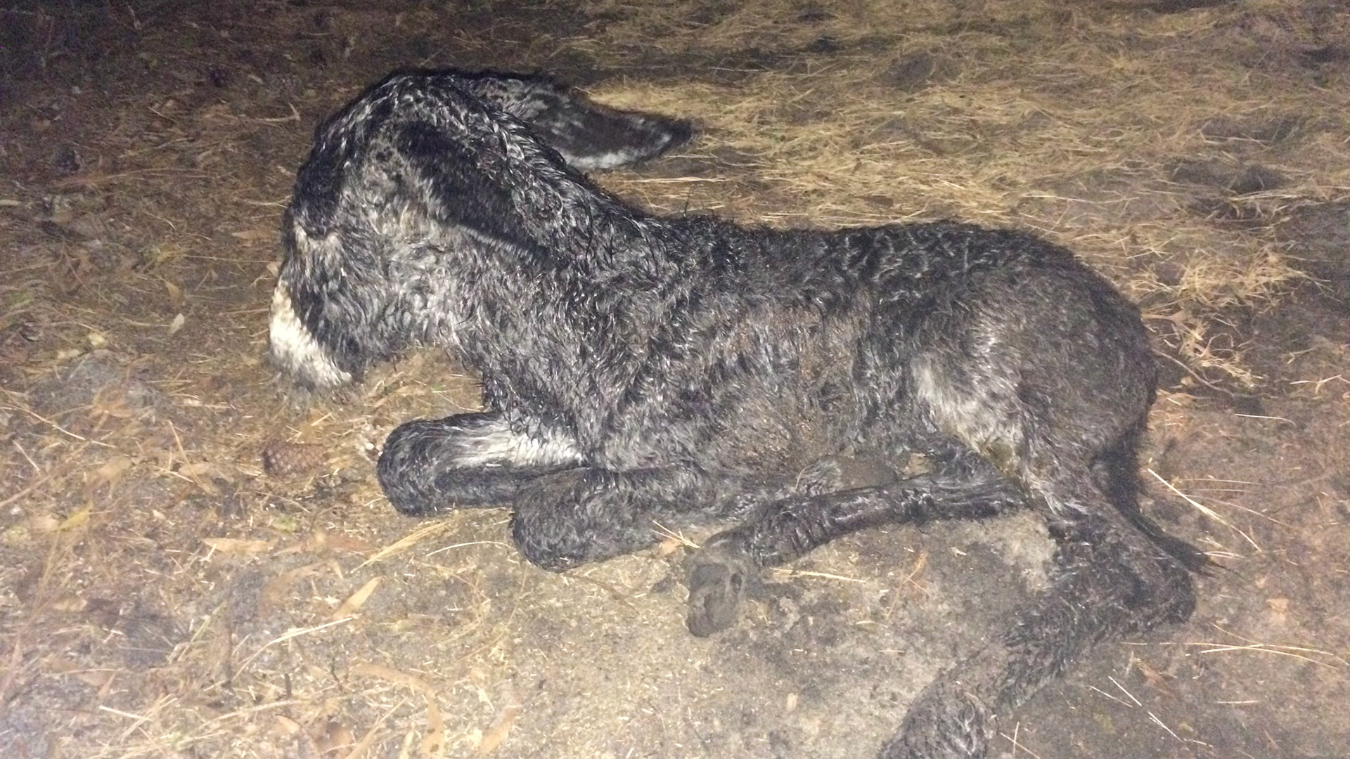 20/29 - Donkey birth - The foal has drawn away from the mare and has removed the amnion and cord - or maybe the owner did this.  Some people like to come in at this point and rub the foal with towels to dry it which might be needed if it is cold. I never did that and it was very cold in New York and had no problems.  I believe it is not our place to interfere at this point unless absolutely necessary.