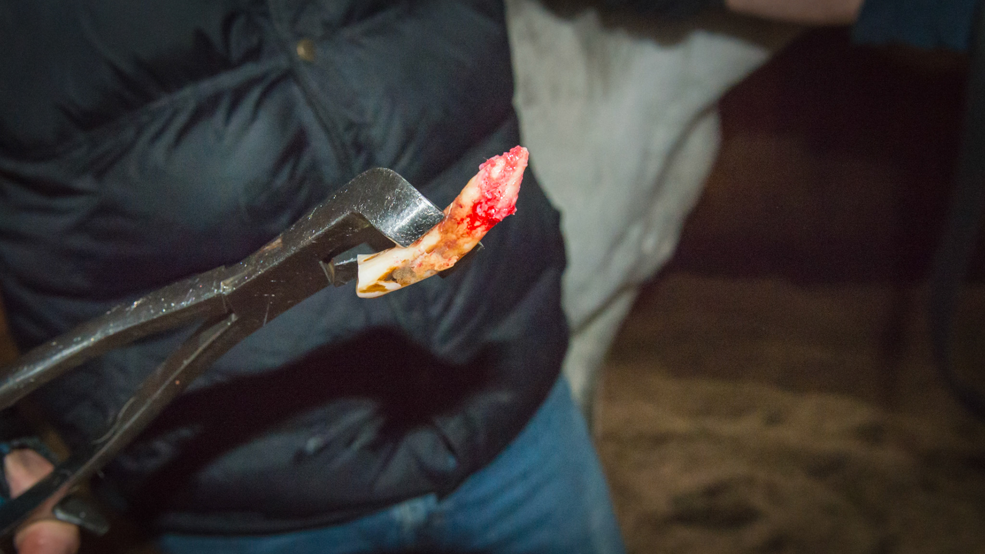 Incisor extraction horse - 402 extracted.