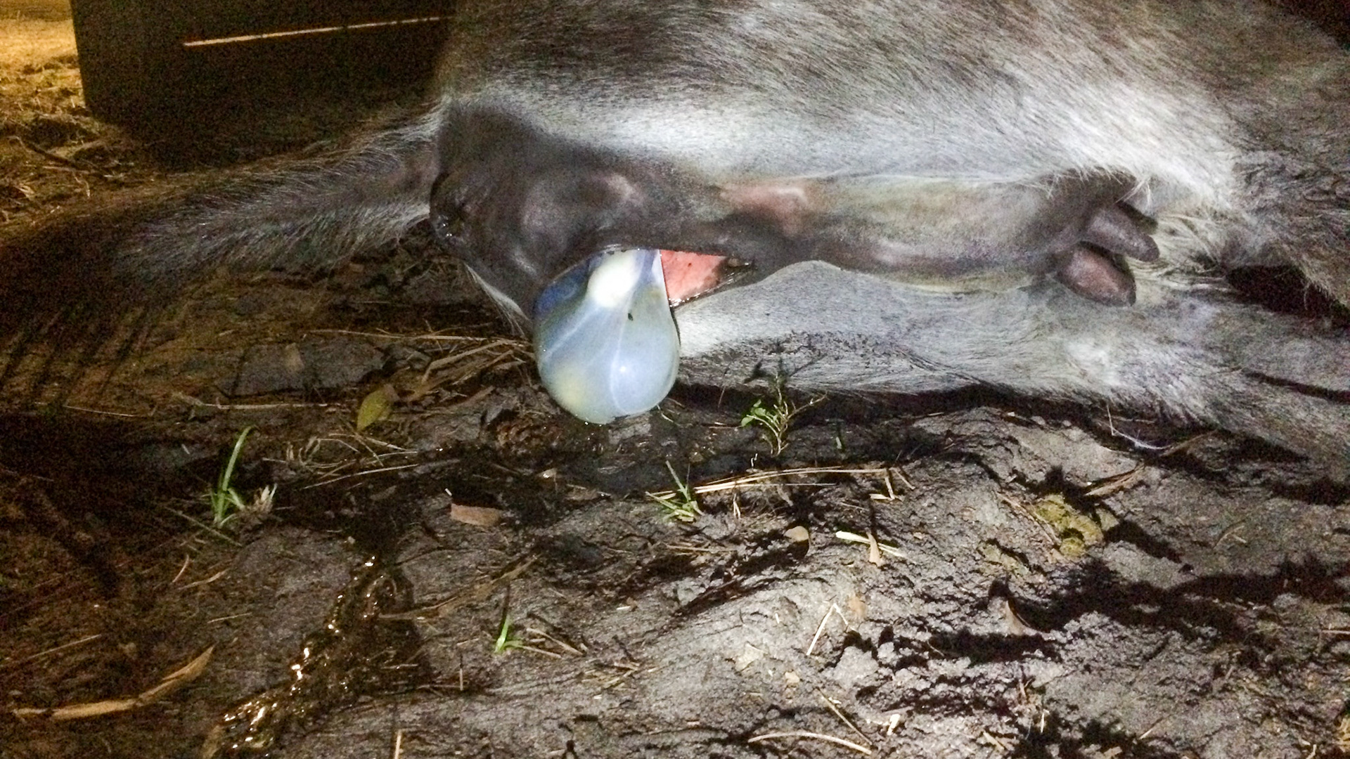 6/29 - Donkey birth - The pale blue inner birth sack called the amnion is now exposed which is normal.  the outer sack would be a dark red color and would require immediate action by the attendant at this point, but this is normal.A hoof can be seen.