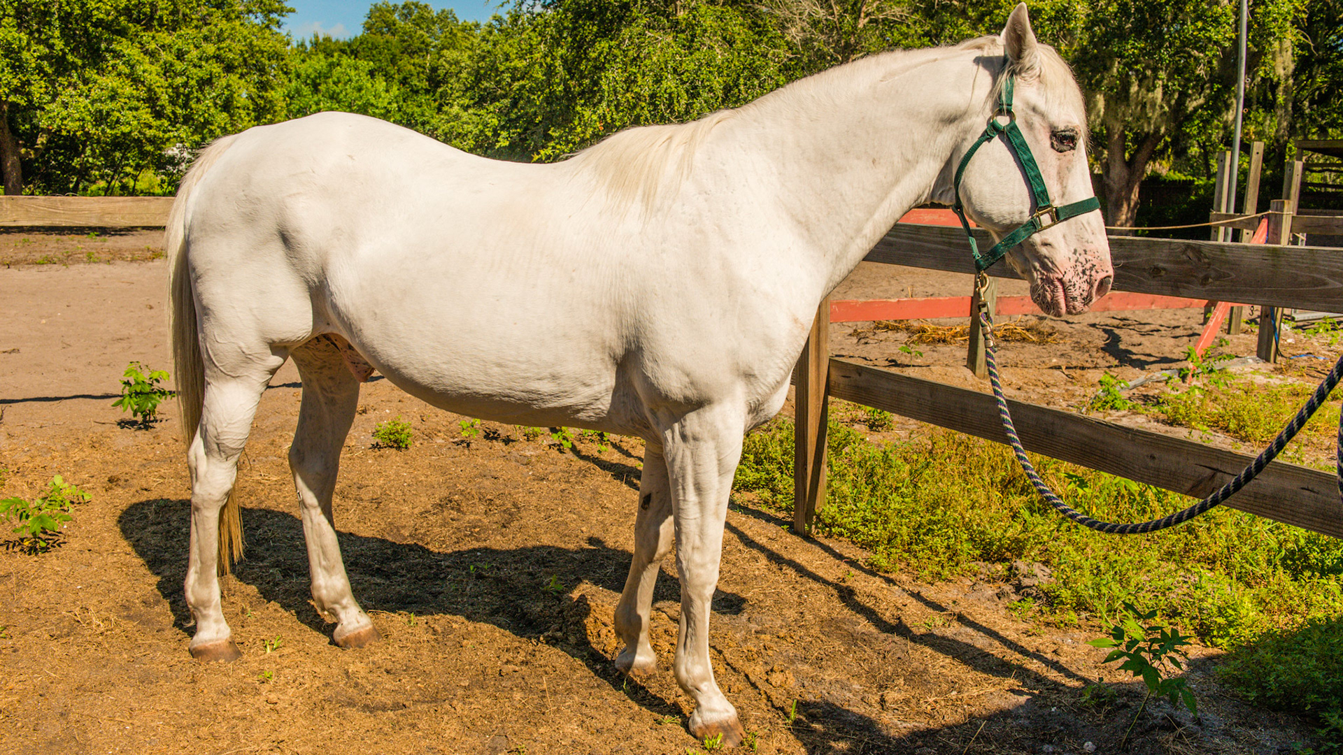 "Appaloosa Few Spot" is the official registry name for this horse according to the owner: pink skin, hair on colored spots is white, spots show when wet.